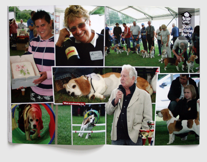 Branding, design & art direction of newsletter for the Beagle Welfare charity by Nick McKay. 30th birthday spread