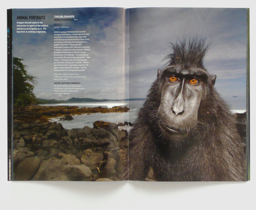 Design for BBC Wildlife magazine supplement by Nick McKay, inside spread
