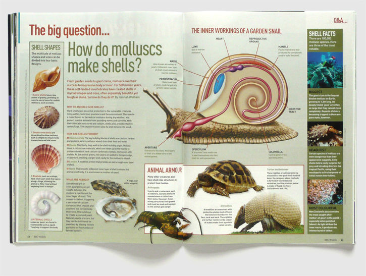 Design for BBC Wildlife magazine by Nick McKay, molluscs feature