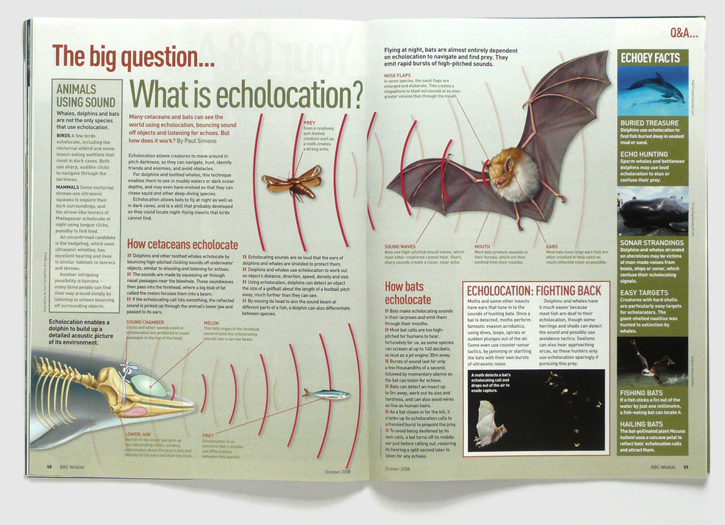 Design for BBC Wildlife magazine by Nick McKay, echolocation spread