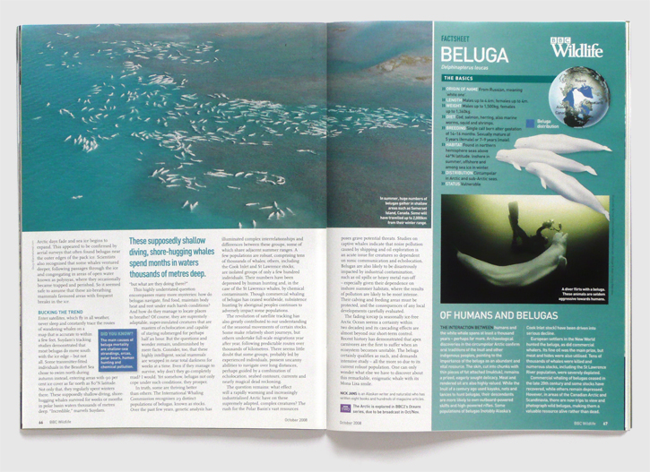Design for BBC Wildlife magazine by Nick McKay, Beluga spread