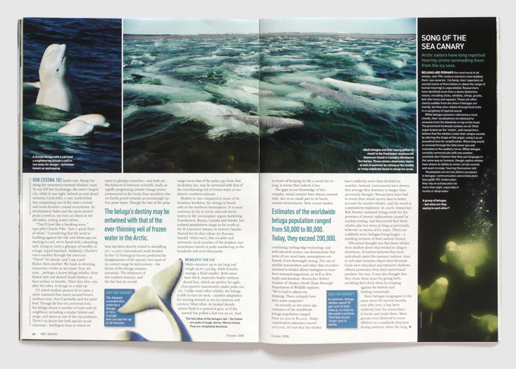 Design for BBC Wildlife magazine by Nick McKay, Beluga second spread